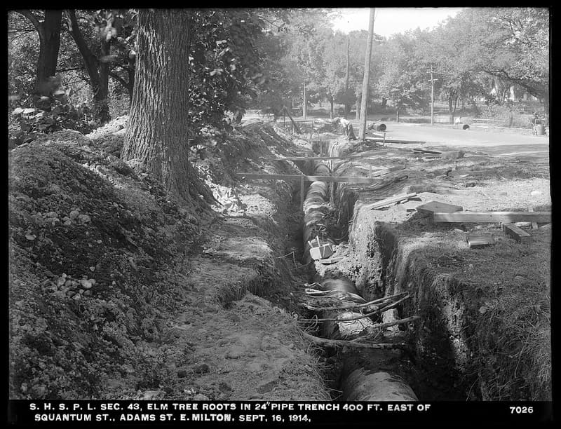 A large elm beside a deep trench for a water main, its roots running across the top of the cut