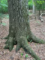 Thick, mossy roots of an old oak running out from its broad, furrowed base over brown leaf litter, a wood in full leaf behind