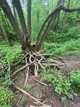 Roots of a clump of stems laid bare by a washed-out slope, spreading wide across the surface of the soil
