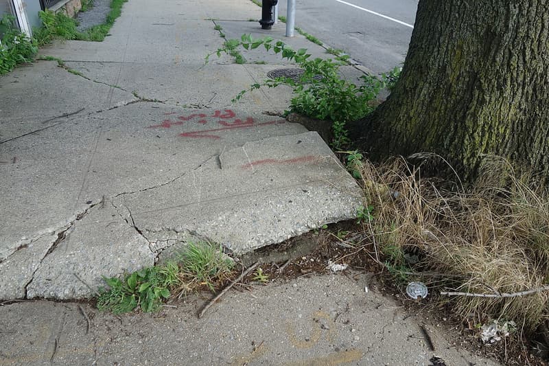 Cracked sidewalk slab tilted up beside the trunk of a large street tree