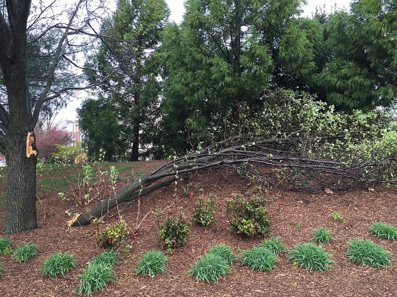 Large limb of a Callery pear torn from the trunk after a thunderstorm, lying beside a road