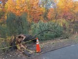 Weeping willow snapped low on its trunk, the splintered stump and fallen crown taped off beside a pond