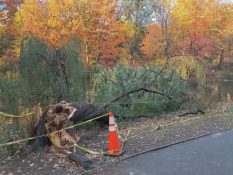 Weeping willow snapped low on its trunk, the splintered stump and fallen crown taped off beside a pond
