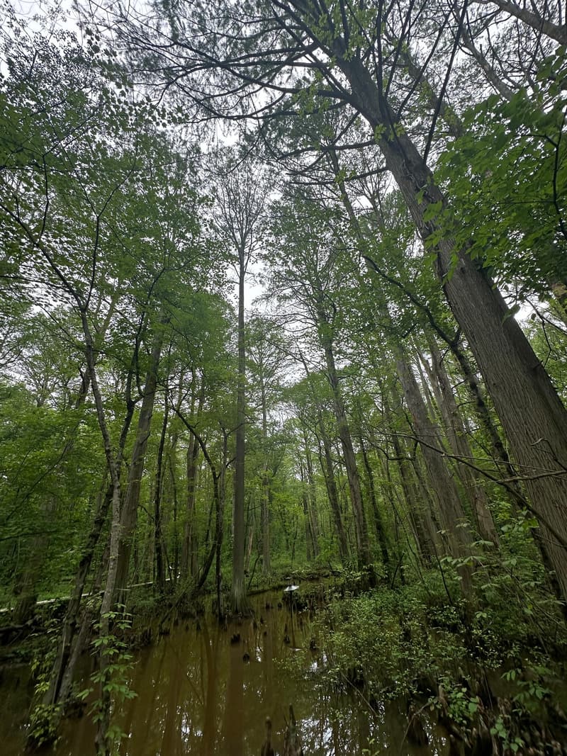 Tall bald cypress trunks rising from brown standing water in a wooded swamp, knobby knees poking up nearby