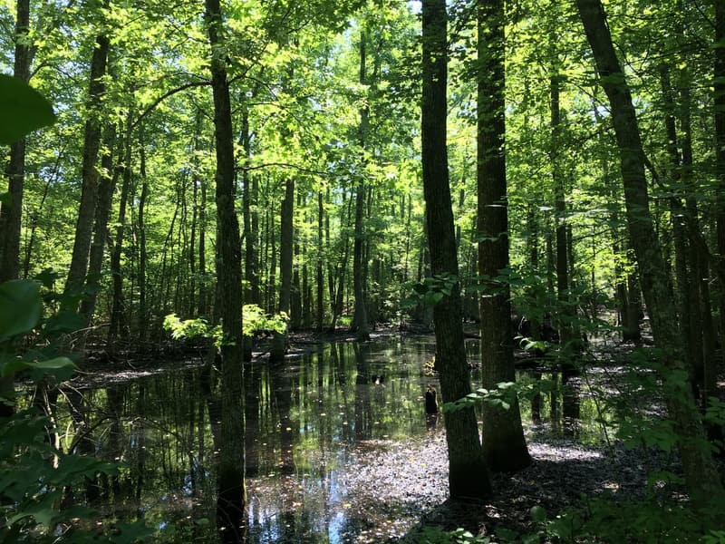 A wooded swamp in summer, slender trunks rising from still, dark water that mirrors the sunlit green canopy