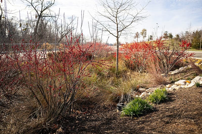 A planted rain garden in winter, with red-berried winterberry shrubs, tan grasses and a line of pale stones