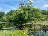 A pin oak with a dead top of bare branches standing at a pond's edge among white water lilies in bloom, green woods beyond