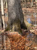 Thick trunk with a mossy, flared base standing in winter floodwater, fallen leaves floating around it