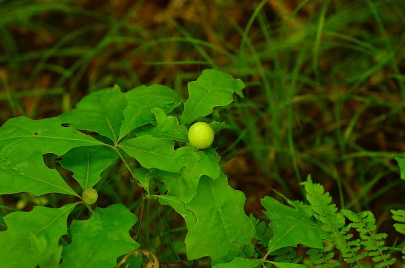 Round green oak apple gall on the leaf of a low oak sprout among grass and ferns