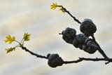 Cluster of knobby woody galls swelling an oak twig beside new spring leaves