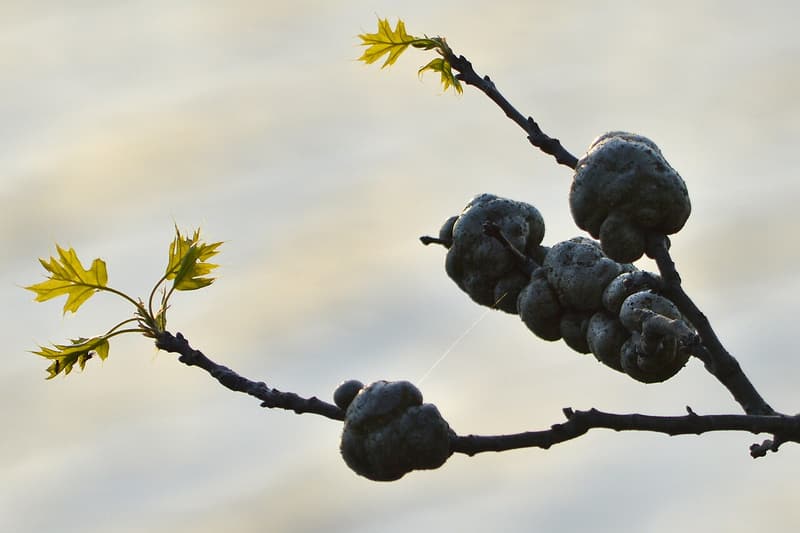 Cluster of knobby woody galls swelling an oak twig beside new spring leaves