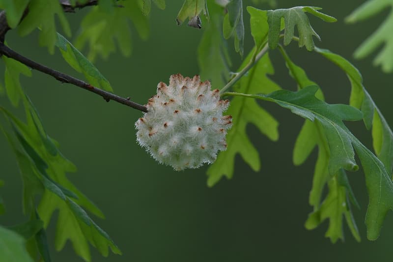 White woolly gall flecked with pink-brown points hanging from an oak twig among lobed green leaves