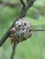 Gray-green woody gall on an oak twig, small tan horns sticking out all over its knobby surface