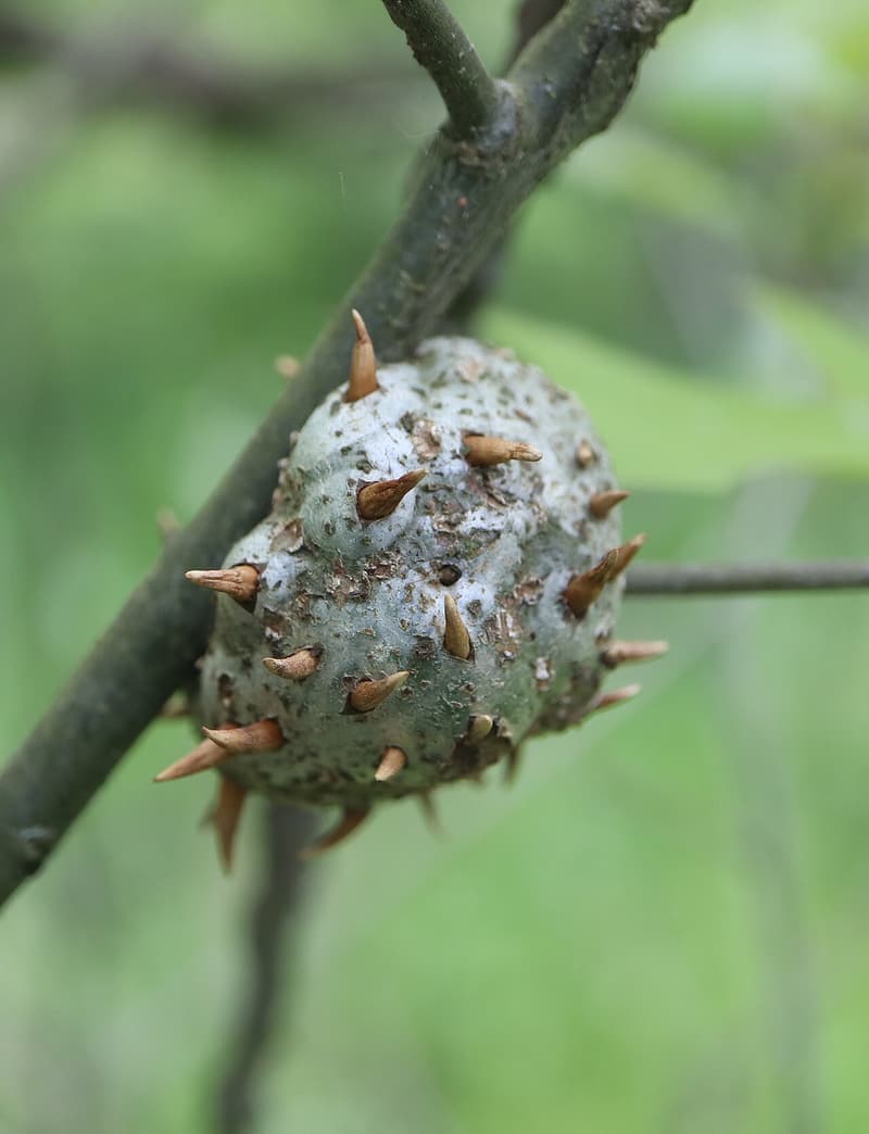 Gray-green woody gall on an oak twig, small tan horns sticking out all over its knobby surface