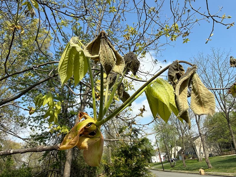 Shagbark hickory shoot with limp brown frost-killed leaflets beside surviving green ones under a blue sky