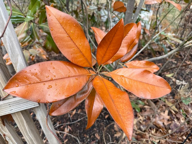 Whorl of southern magnolia leaves turned orange-brown and beaded with water, beside a weathered lattice