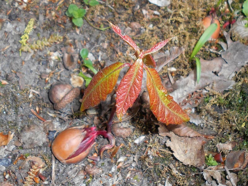 Red oak seedling with red-tinged toothed leaves beside an acorn splitting open as its shoot comes out