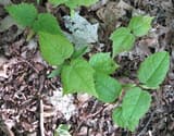 Sugar maple seedlings on leaf litter, each with two narrow seed leaves below oval, toothed first leaves