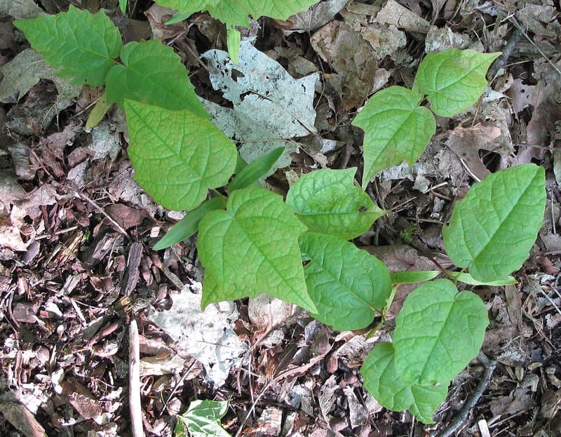 Sugar maple seedlings on leaf litter, each with two narrow seed leaves below oval, toothed first leaves