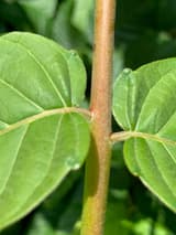 Close-up of two tree of heaven leaflets on a hairy stalk, each with a rounded bump near its base