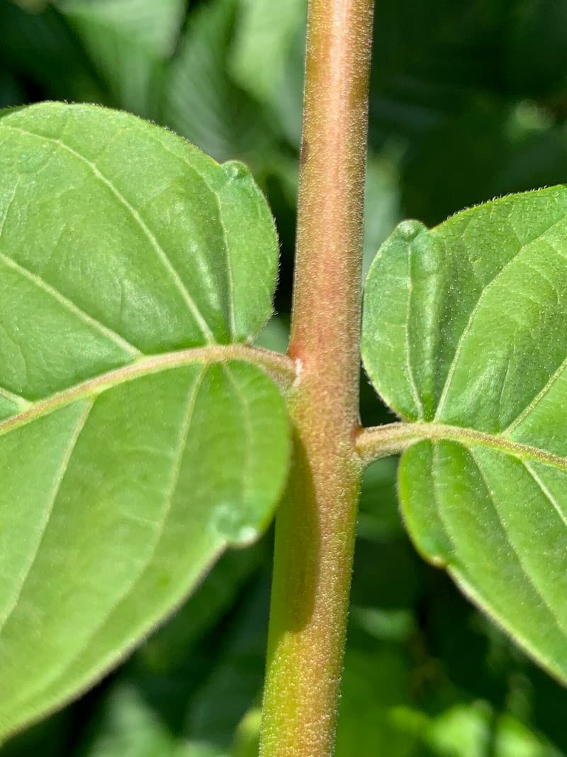 Close-up of two tree of heaven leaflets on a hairy stalk, each with a rounded bump near its base