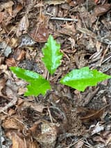 Northern red oak seedling seen from above, three glossy, bright green, toothed young leaves rising from wet brown leaf litter
