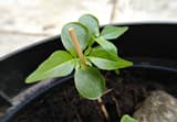 Tree of heaven seedling in a black pot, round seed leaves below its first leaves of pointed leaflets, a thin stick beside it