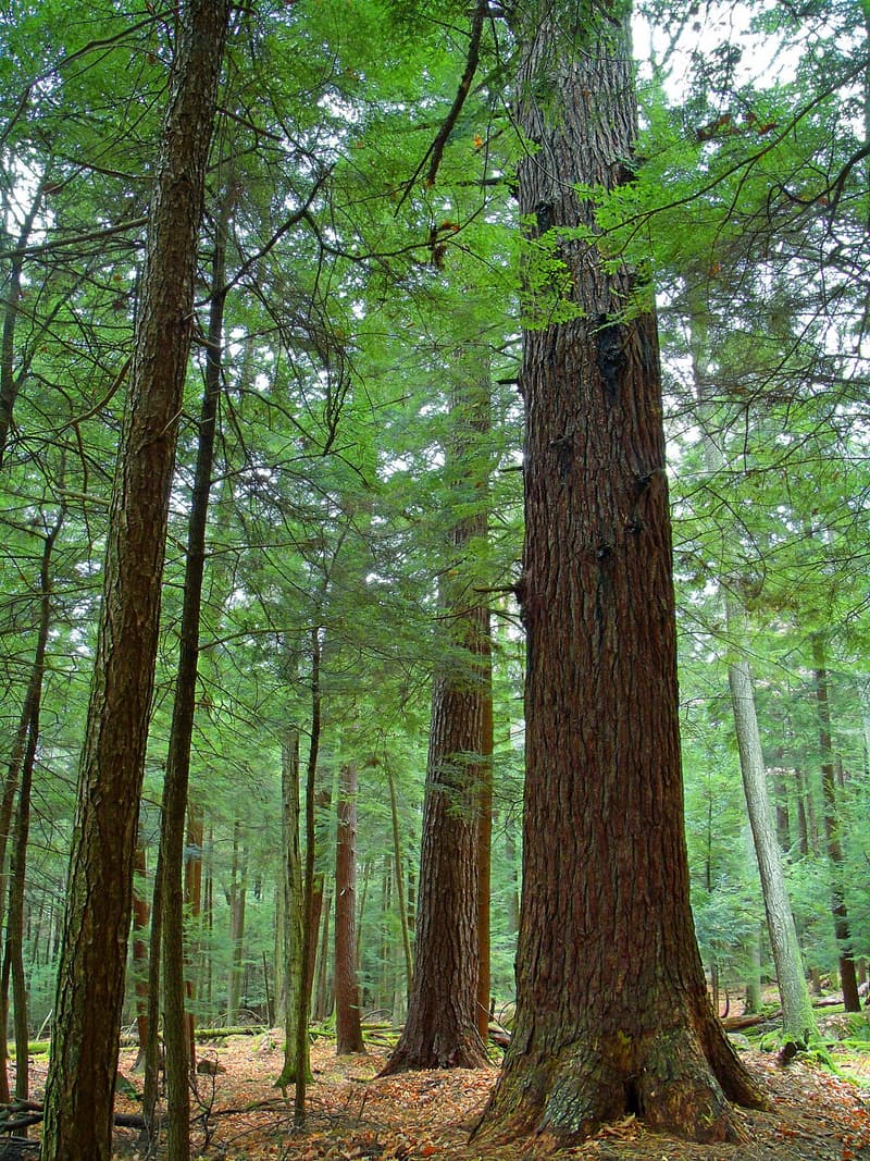 Massive old-growth eastern hemlock trunks rising through a dim forest in Cook Forest State Park