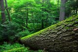 Moss-covered fallen trunk lying across the floor of an old-growth hemlock and pine woods