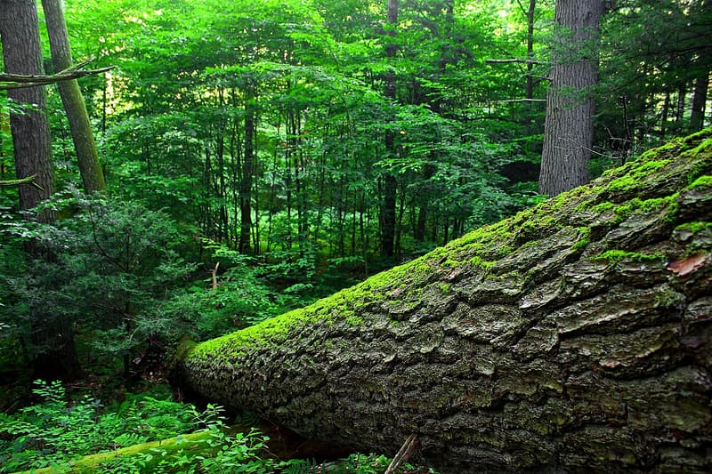 Moss-covered fallen trunk lying across the floor of an old-growth hemlock and pine woods