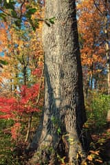 Lower trunk of a large old white oak with plated, flaking bark, autumn woods behind it