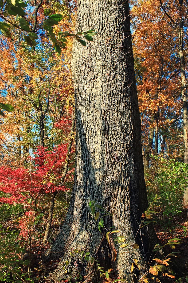 Lower trunk of a large old white oak with plated, flaking bark, autumn woods behind it