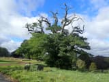 Old oak with a dense green lower crown and bare, dead, antler-like limbs rising above it, in a grassy cemetery