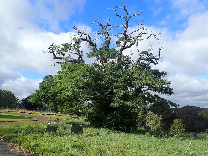 Old oak with a dense green lower crown and bare, dead, antler-like limbs rising above it, in a grassy cemetery