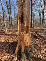 Tall dead snag stripped of its bark, the pale wood splintered near the base, standing among bare trees on fallen leaves