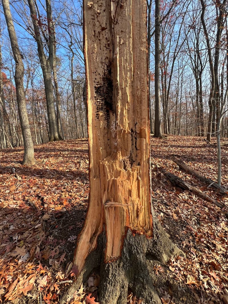 Tall dead snag stripped of its bark, the pale wood splintered near the base, standing among bare trees on fallen leaves