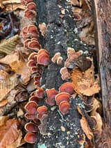 Rows of banded red-brown bracket fungi with pale edges crowding a dark, rotting log among fallen leaves