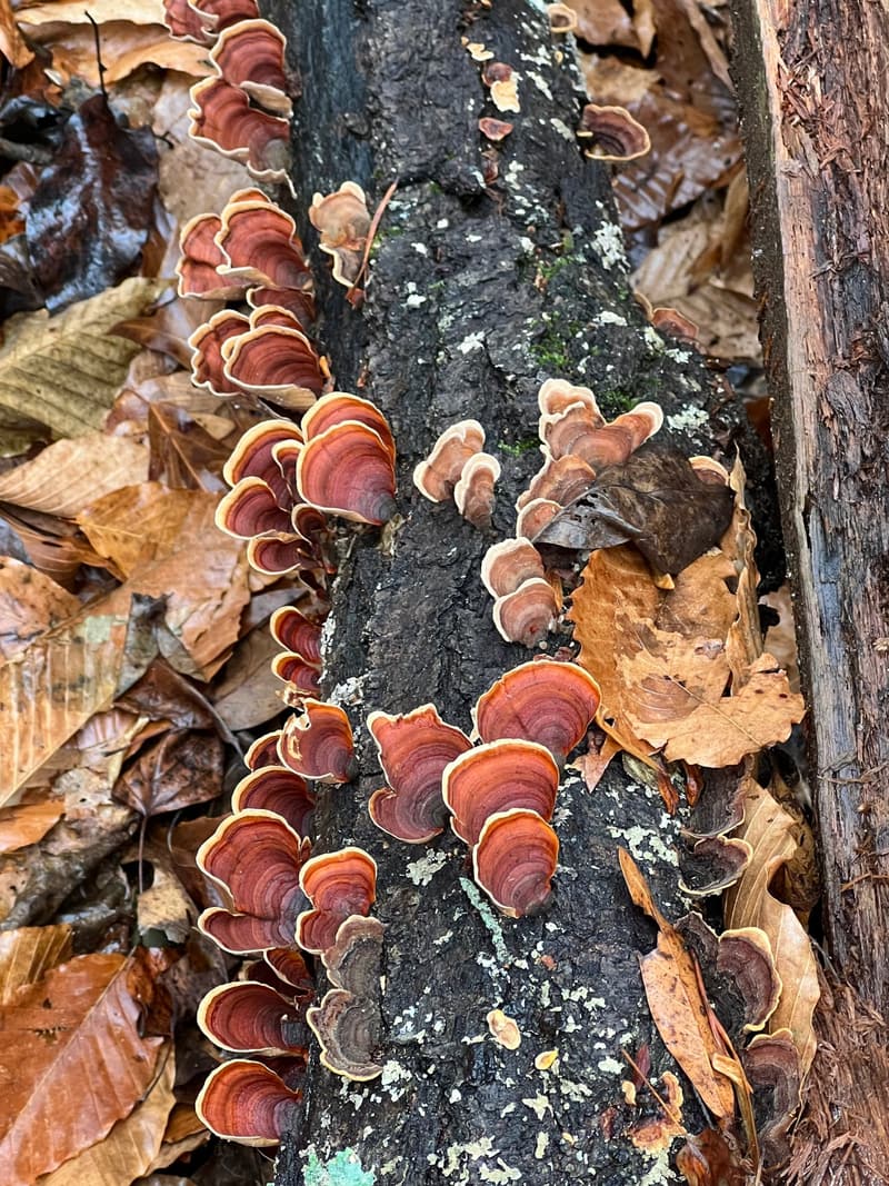 Rows of banded red-brown bracket fungi with pale edges crowding a dark, rotting log among fallen leaves