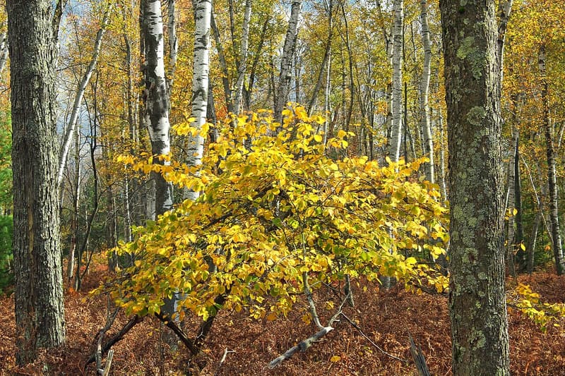 Witch hazel in golden fall leaf between tall tree trunks, over a forest floor of rust-brown ferns