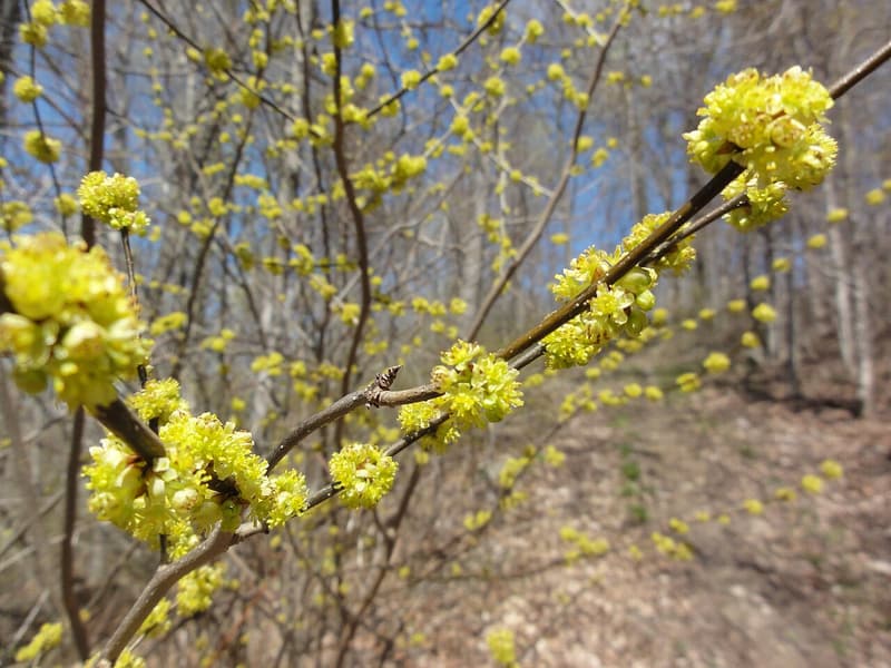 Small yellow spicebush flowers on bare twigs, with more blooming shrubs on a leafless wooded slope behind