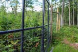 Wire deer fence in a forest, dense undergrowth on one side and ferns and grass along a path on the other