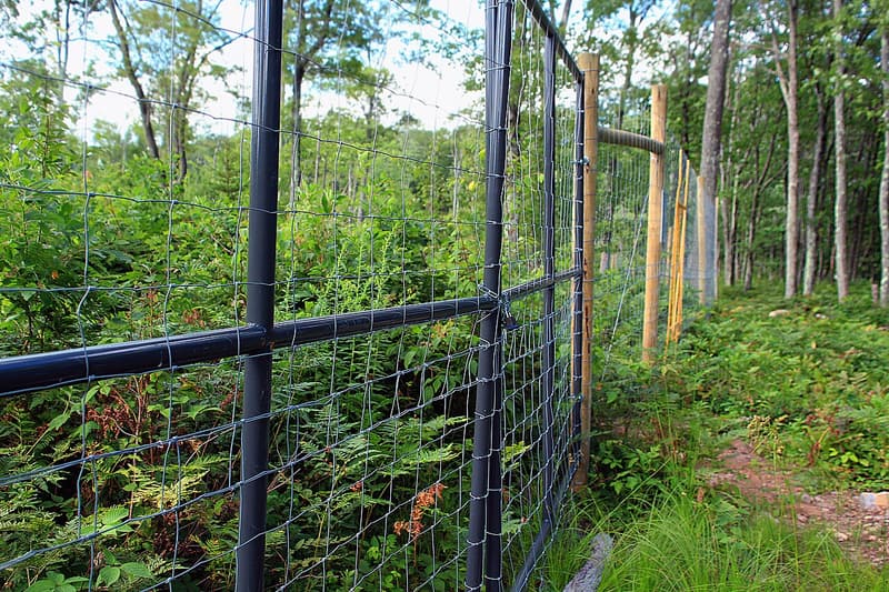 Wire deer fence in a forest, dense undergrowth on one side and ferns and grass along a path on the other