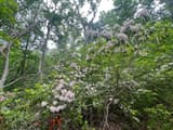 Mountain laurel in bloom beneath tall woodland trees, its pale pink flower clusters spread through a thicket