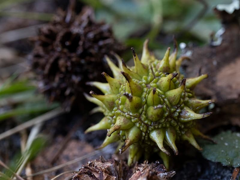A green spiky sweetgum ball beside an older brown one on the ground among dry grass and leaves