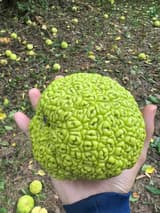 Wrinkled lime-green Osage orange fruit held in an open hand over ground scattered with more fallen fruits