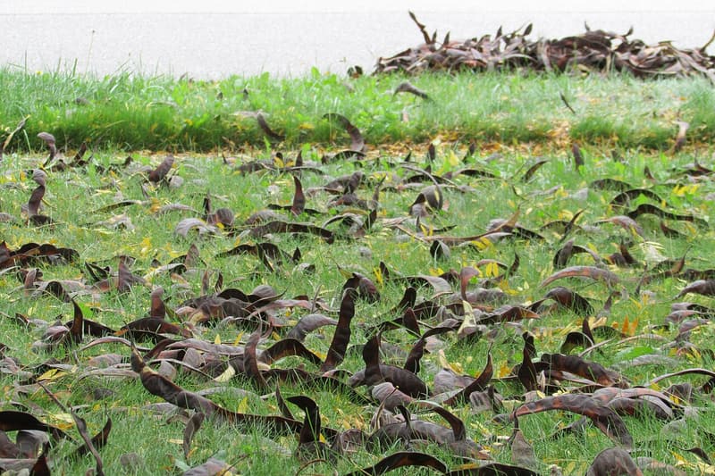 Twisted dark brown honey locust pods scattered across a green lawn, with a raked pile behind