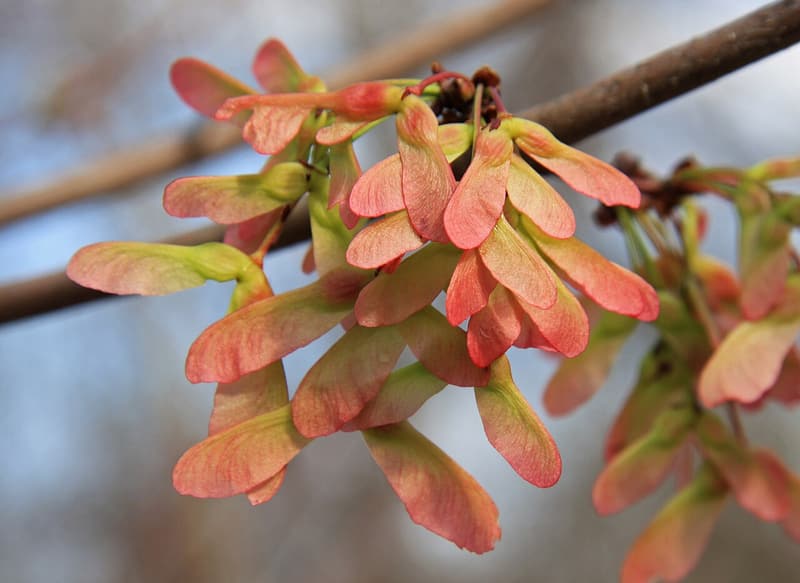 Pink and red paired maple wings hanging in a cluster from a bare twig in early spring