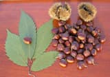 Two split American chestnut burs with sharp spines beside a pile of glossy nuts and three toothed leaves