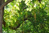 Long thin green catalpa pods hanging among heart-shaped leaves on a spreading tree
