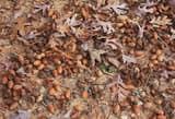 Hundreds of brown white oak acorns and their caps covering bare ground among fallen lobed leaves